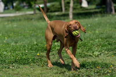 Vizsla with ball in mouth walking on grassy field