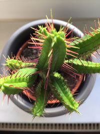 Close-up of potted plant