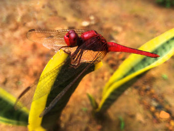 Close-up of dragonfly on leaf