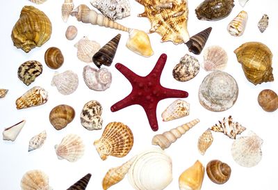 High angle view of shells
