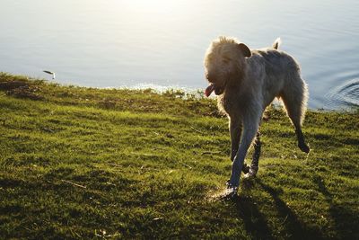 Dog on grass by water against sky