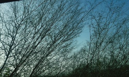 Low angle view of trees against clear blue sky