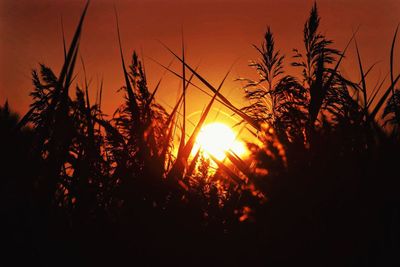 Close-up of silhouette plants against sunset sky