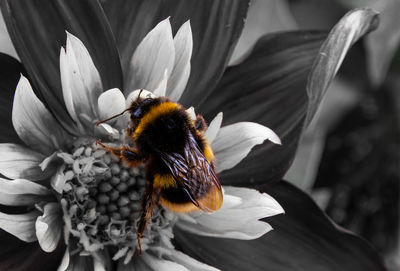 Close-up of bee pollinating on flower