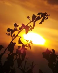 Sun shining through trees