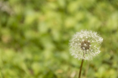 Close-up of dandelion against blurred background