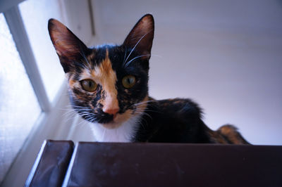 Close-up portrait of cat