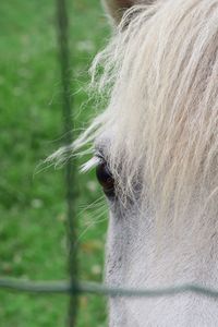 Close-up of a horse