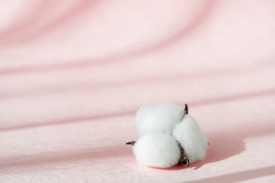 Cosmetic pink background for product presentation with cotton flower, shadows and light from windows