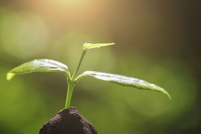 Close-up of small plant