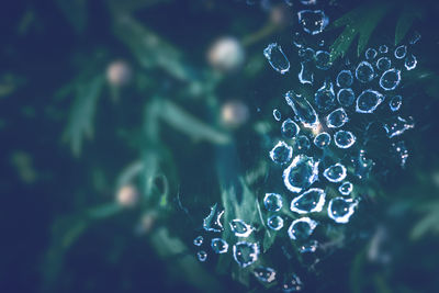 Close-up of water drops on plant