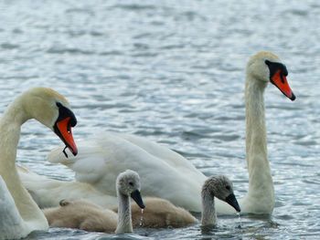 White swan family swimming in lake