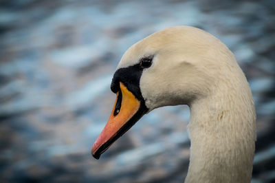 Close-up of swan