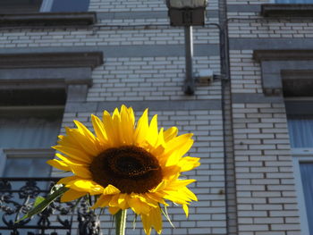 Close-up of sunflower in city