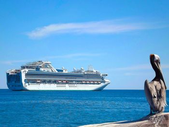 Pelican by cruise ship sailing in sea against sky