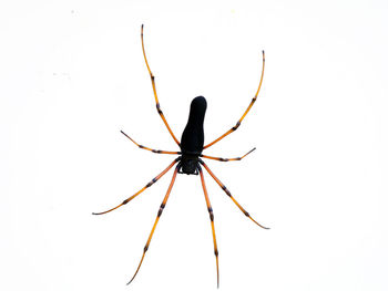 Close-up of insect on white background