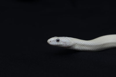 Close-up of lizard on black background