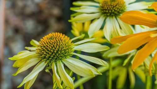 Close-up of yellow flowering plant