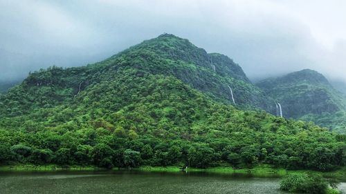 Scenic view of forest against sky