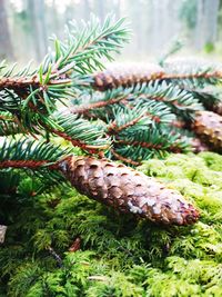 Close-up of pine cone on tree