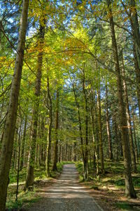 Footpath amidst trees in forest