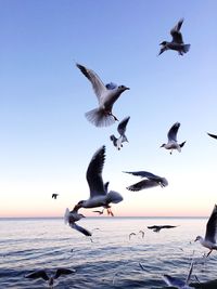 Seagulls flying over sea against sky