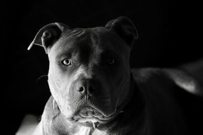 Close-up portrait of a dog