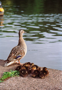 Female duck and ducklings at the side of water.