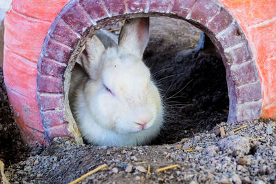 Close-up of rabbit on ground