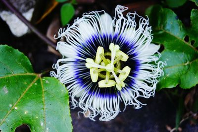 Close-up of purple flowers