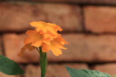 Close-up of orange flowering plant