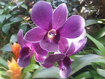 Close-up of purple flowers