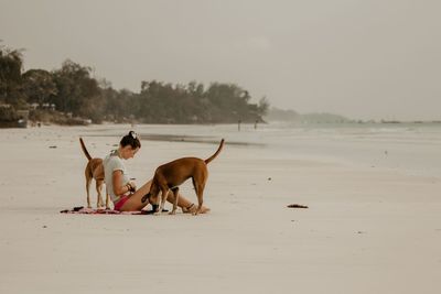Dog on beach against sky