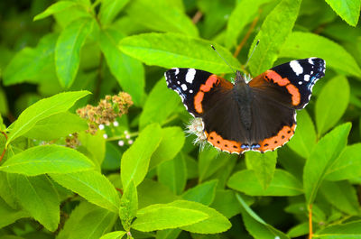 Close-up of butterfly pollinating on flower
