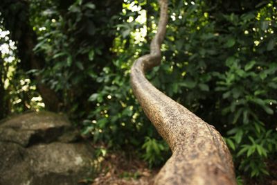 Close-up of lizard on tree