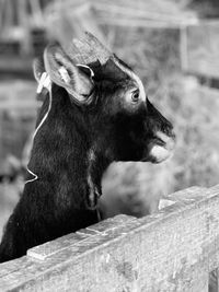 Close-up of a horse looking away