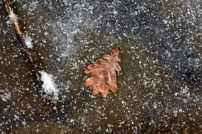 Close-up of autumn leaf on water