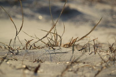 Surface level of plant
