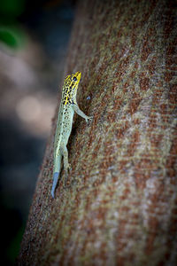 Close-up of lizard on wall