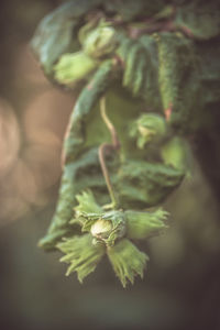 Close-up of green leaf