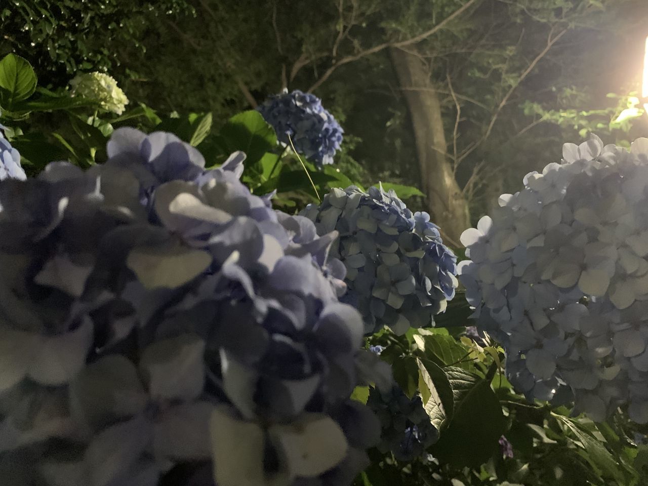 CLOSE-UP OF FRESH WHITE HYDRANGEA