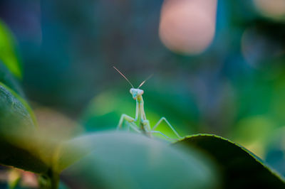 Close-up of insect on leaf