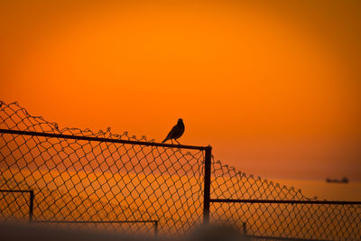 Birds perching on fence against orange sky