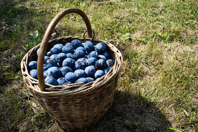 High angle view of blackberries in basket on field