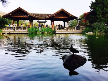 View of birds in lake against building