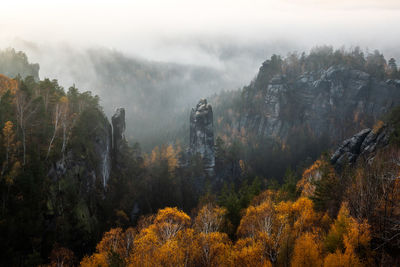 View of trees in forest during foggy weather