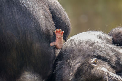 Close-up of chimpanzees