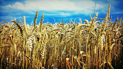 Close-up of wheat growing on field against sky