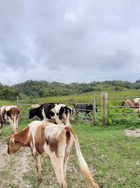 Cows in a field