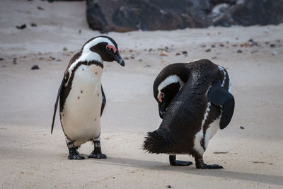 African penguins at seaforth beach colony in cape town, south africa